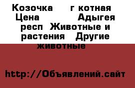 Козочка  1.8г котная › Цена ­ 5 000 - Адыгея респ. Животные и растения » Другие животные   